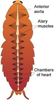 Blood vascular system of cockroaches 