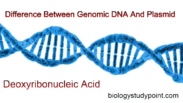 Difference between genomic DNA and plasmid