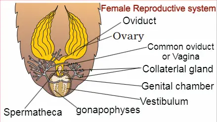 female reproductive system of cockroach