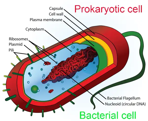 prokaryotic cell, bacterial cell