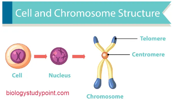 what is chromosome