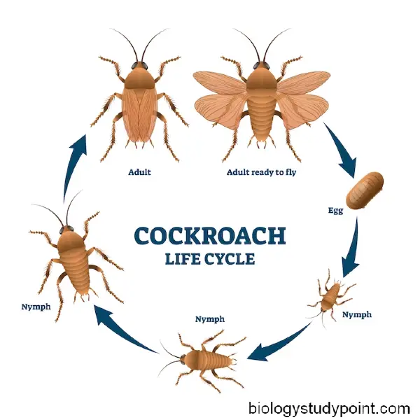 life cycle of cockroach 