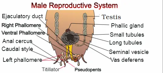 male reproductive system of cockroach