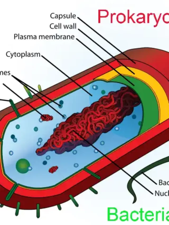 prokaryotic cell