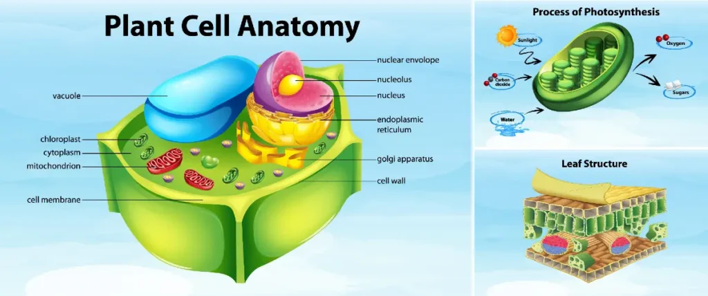 what is plant cell.