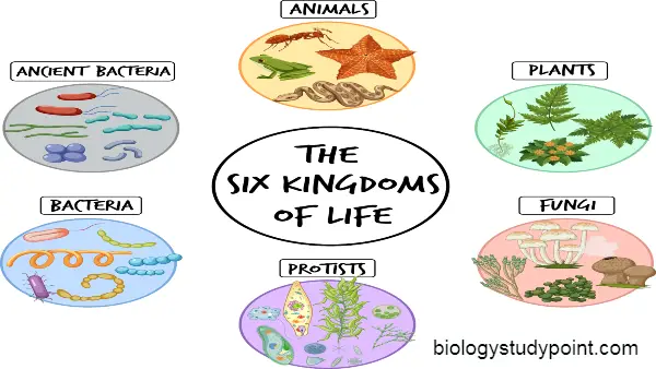 what is taxonomy, six kingdoms of life