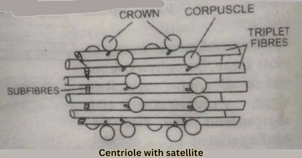 what are centrioles with satellite
