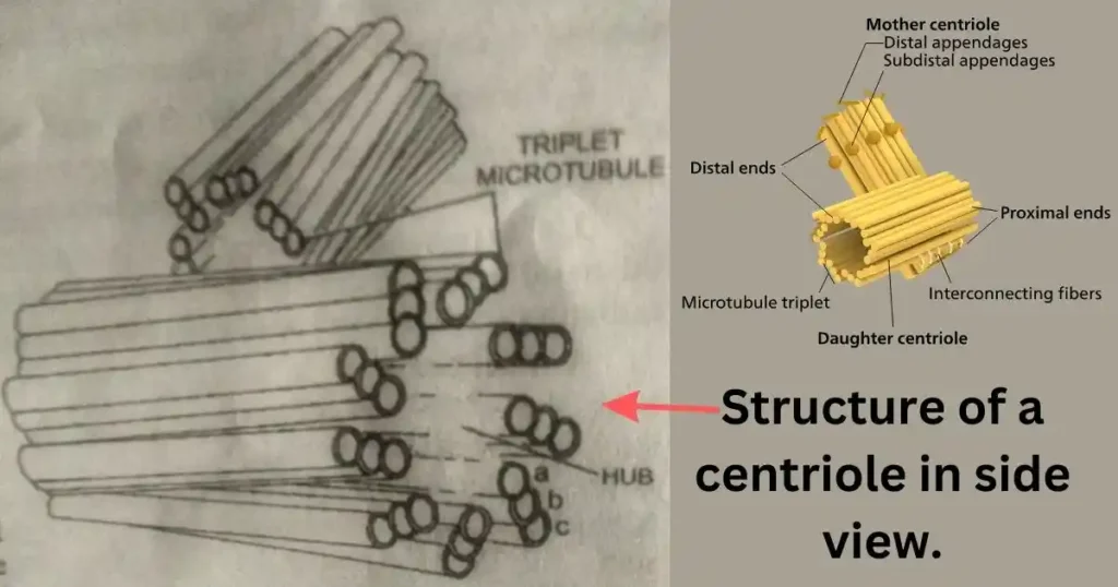 what are centrioles structure.