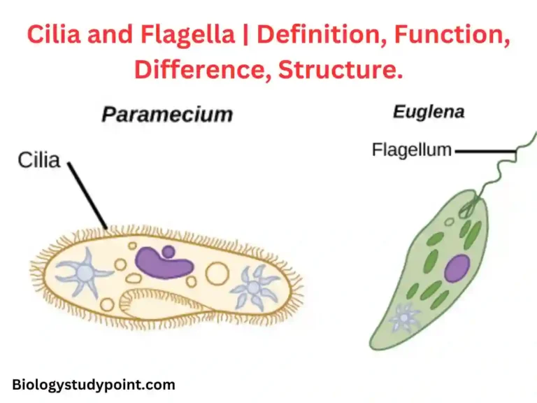 cilia and flagella