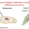 cilia and flagella