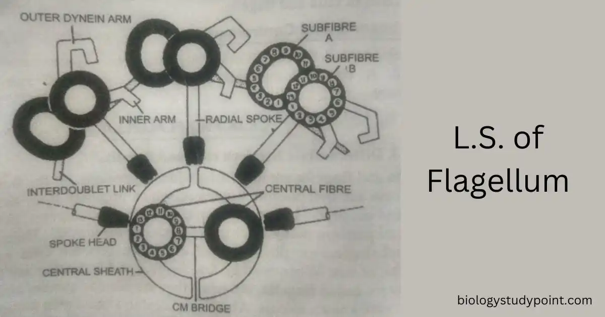 cilia and flagella 