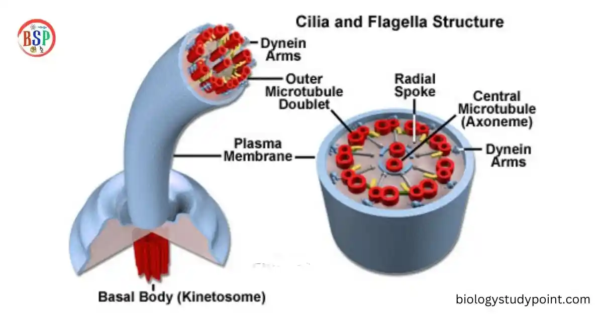 cilia and flagella 