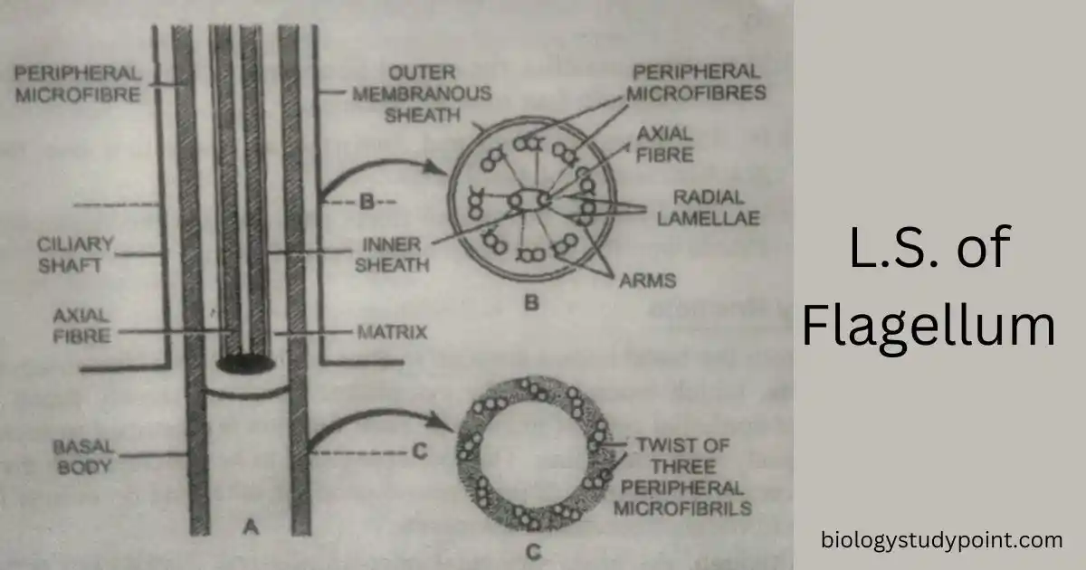 cilia and flagella 