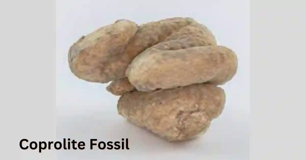 what is coprolite fossil