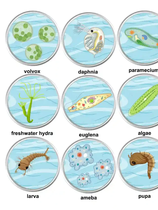protozoa
