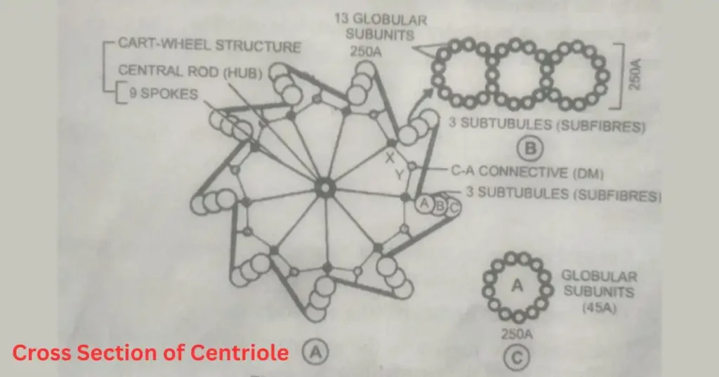 what are centrioles structure?
