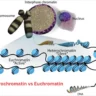heterochromatin vs euchromatin