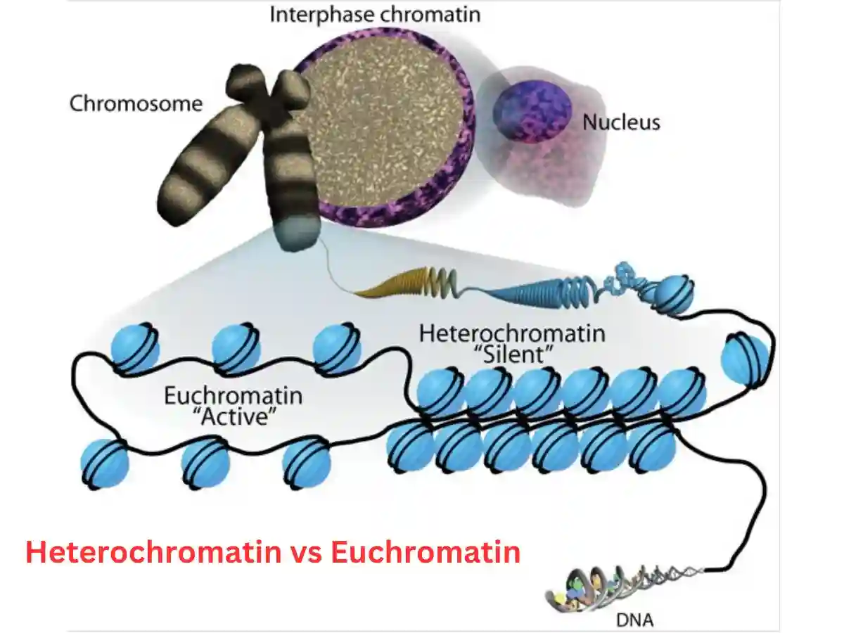 heterochromatin vs euchromatin