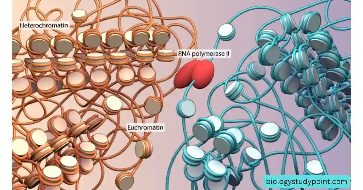 heterochromatin vs euchromatin
