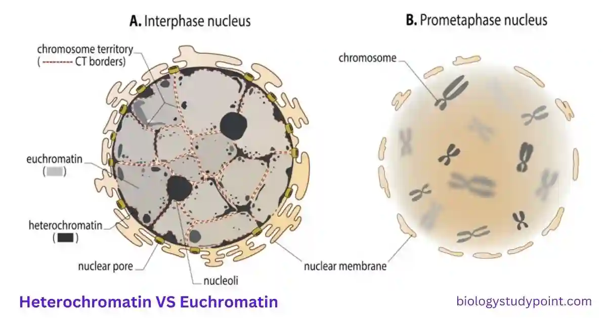 heterochromatin vs euchromatin?