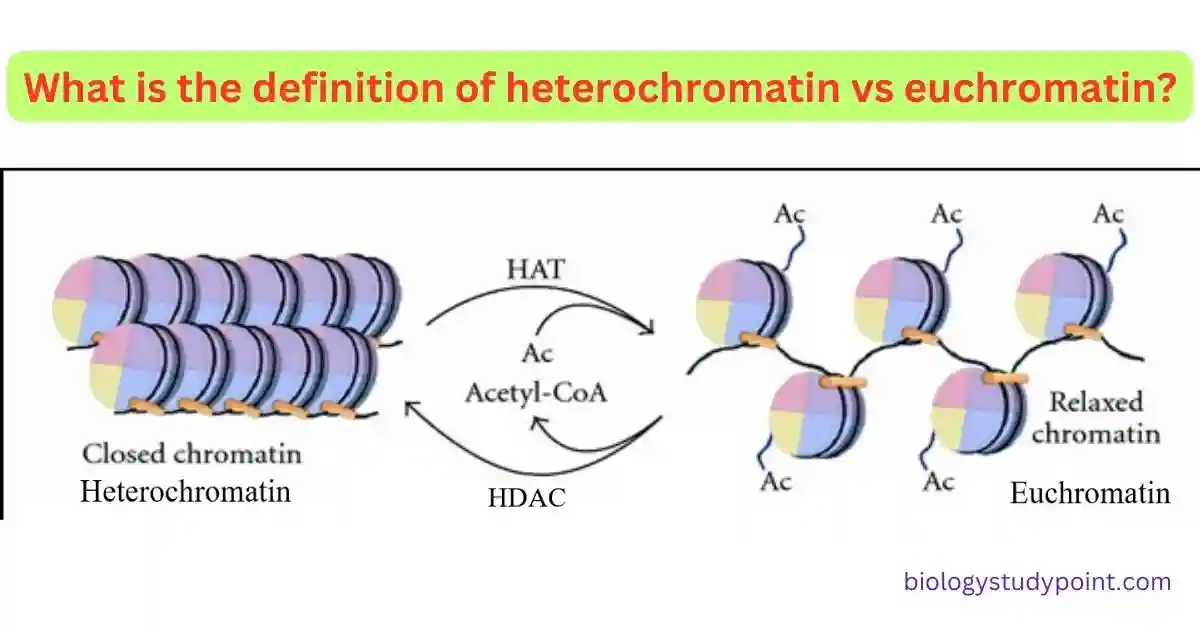 heterochromatin vs euchromatin?