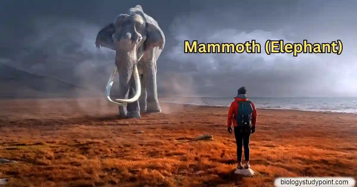 What is a fossil. unchanged fossil