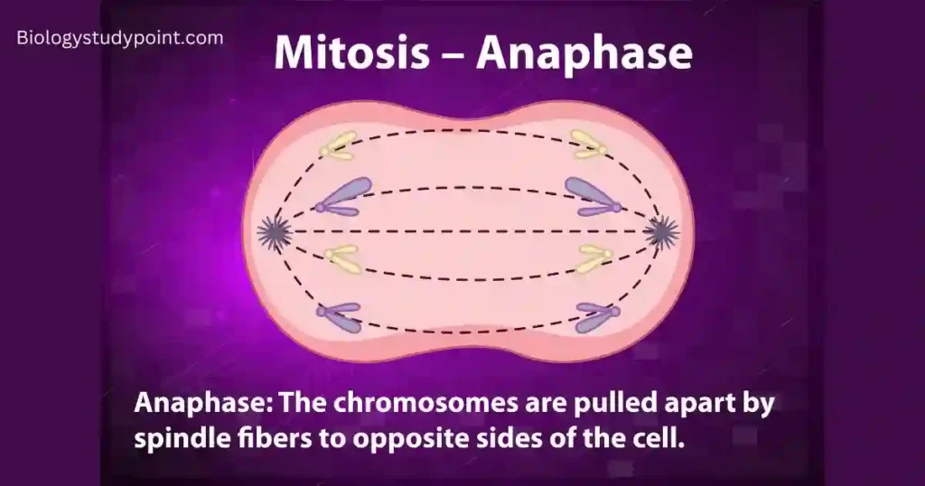mitosis, Where does mitosis occur in the body
