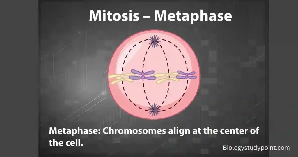 Where does mitosis occur in the body, mitosis,
