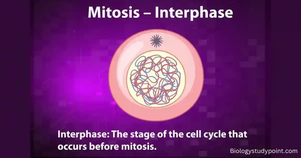 mitosis, Where does mitosis occur in the body?

