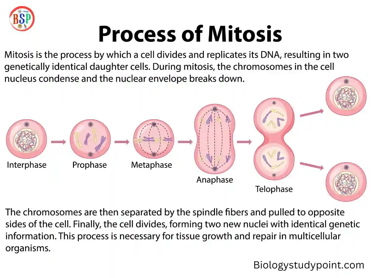 Where does mitosis occur in the body