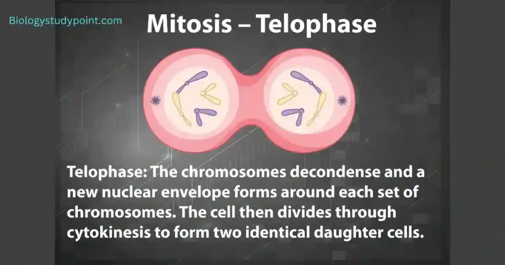 mitosis, Where does mitosis occur in the body?
