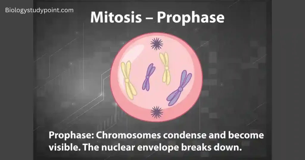 mitosis, Where does mitosis occur in the body?