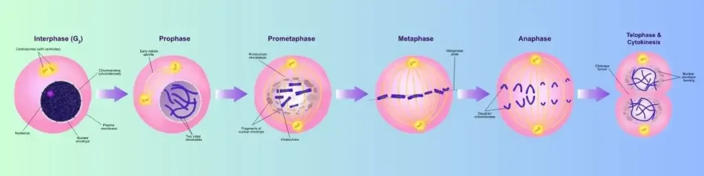 Where does mitosis occur in the body, mitosis