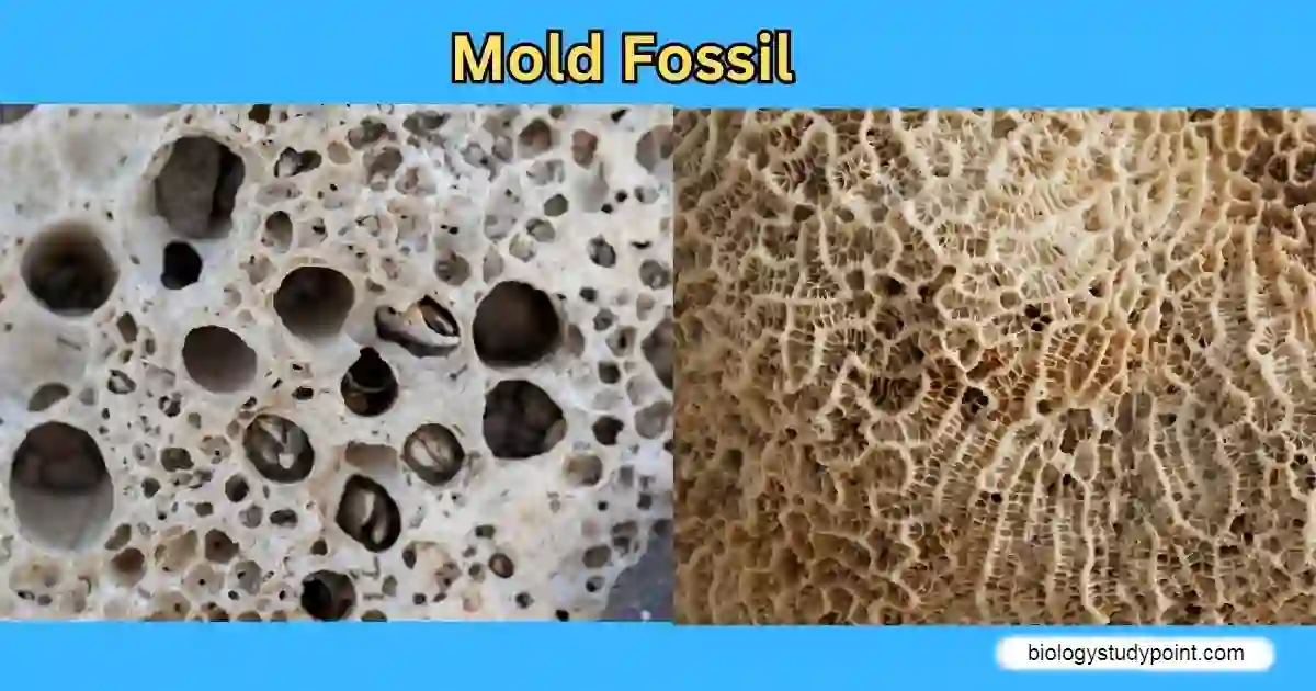 Mold fossil