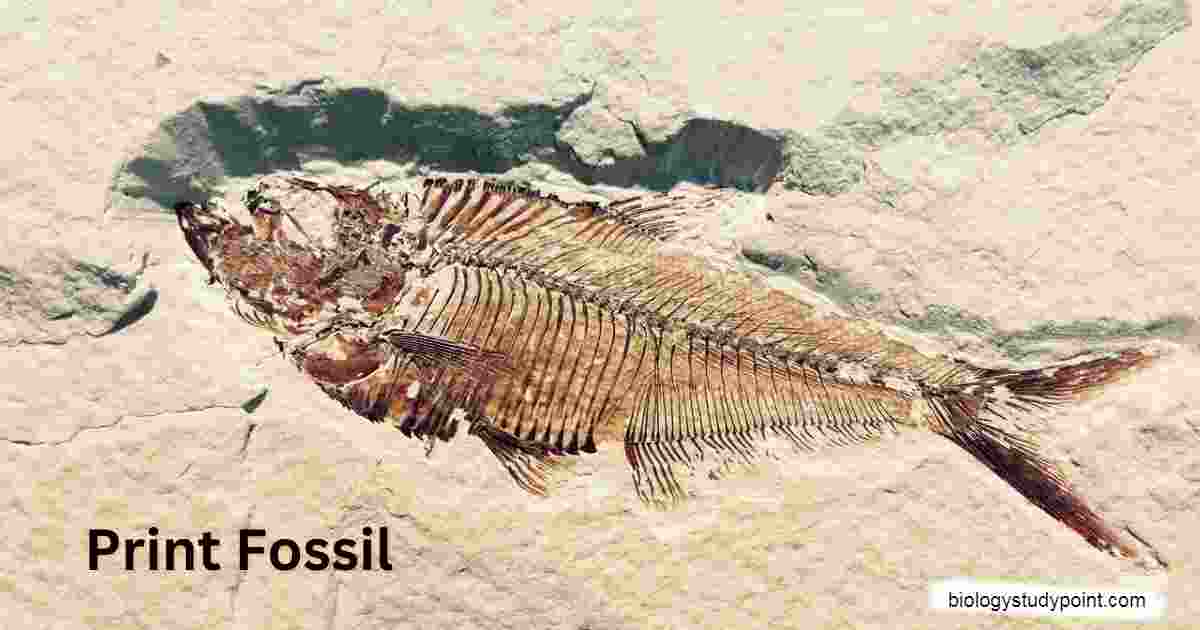 Print fossil