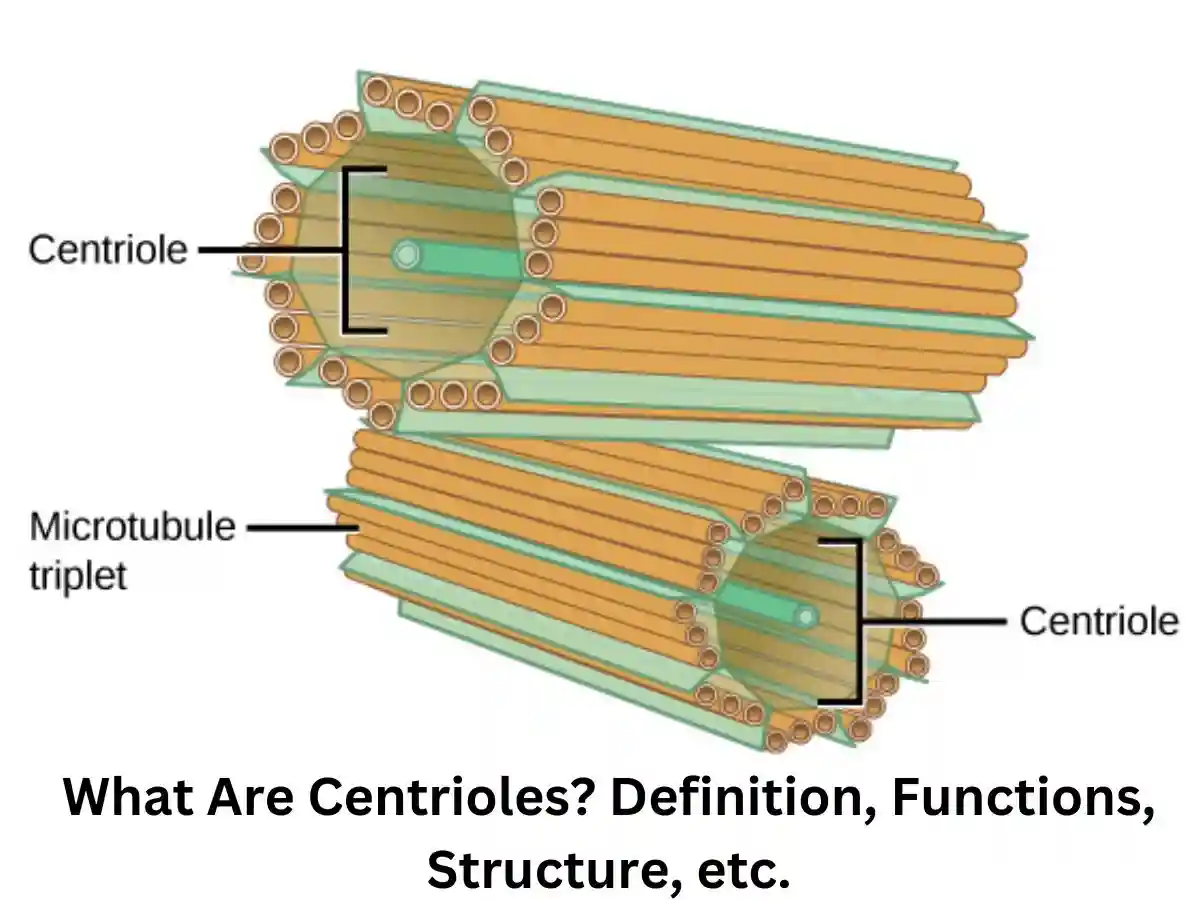 what are centrioles