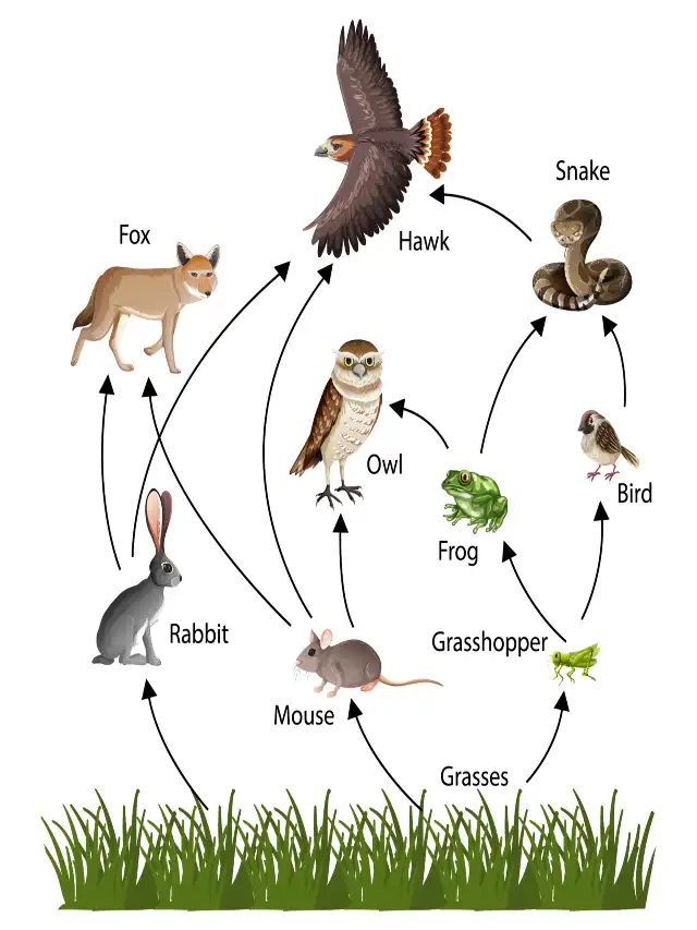 taxonomy