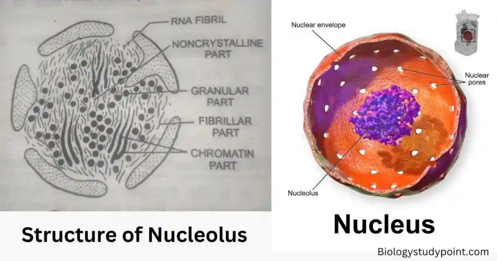 What Is The Function Of Nucleolus?