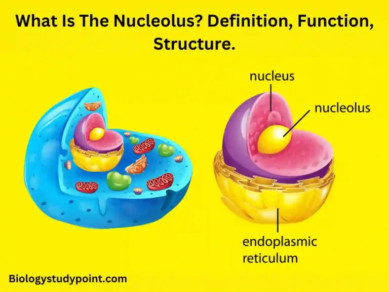 What is the function of nucleolus