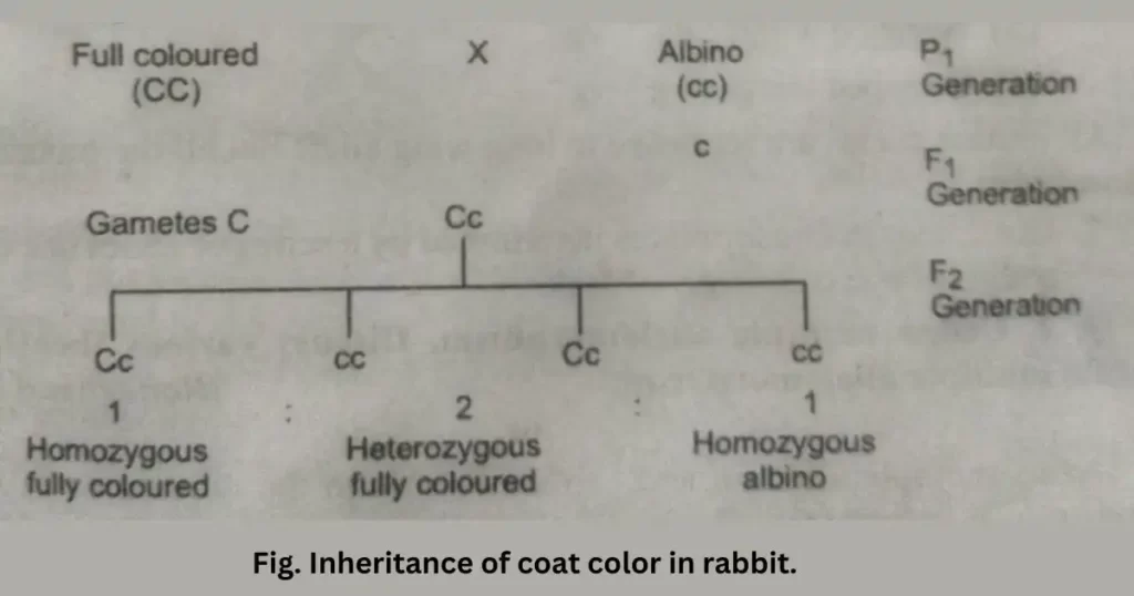 Multiple alleles, what are multiple alleles