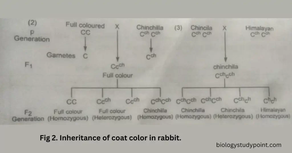 What are multiple alleles