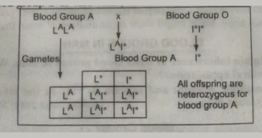 What are multiple alleles