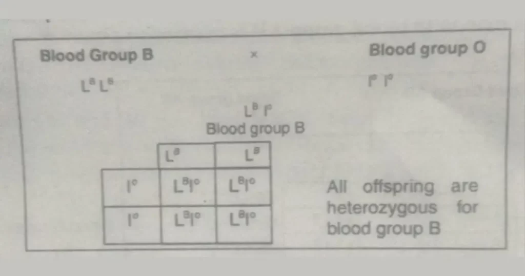 What are multiple alleles