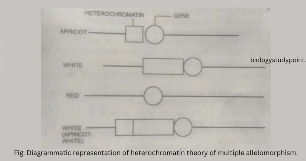 What are multiple alleles