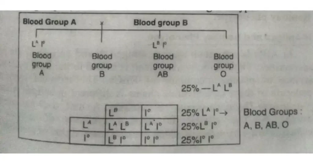 what are multiple alleles