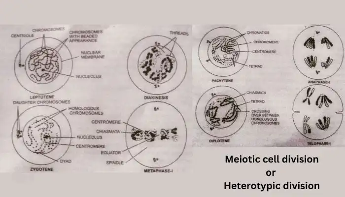 What is Meiosis? Meiotic Division,