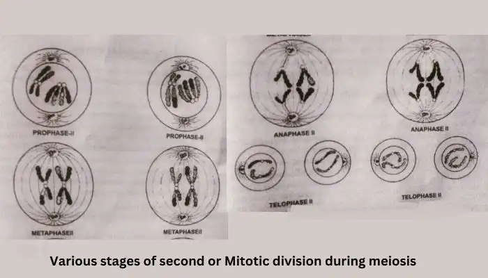 What is Meiosis? Meiotic Division,