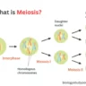 What is Meiosis? Meiotic Division,