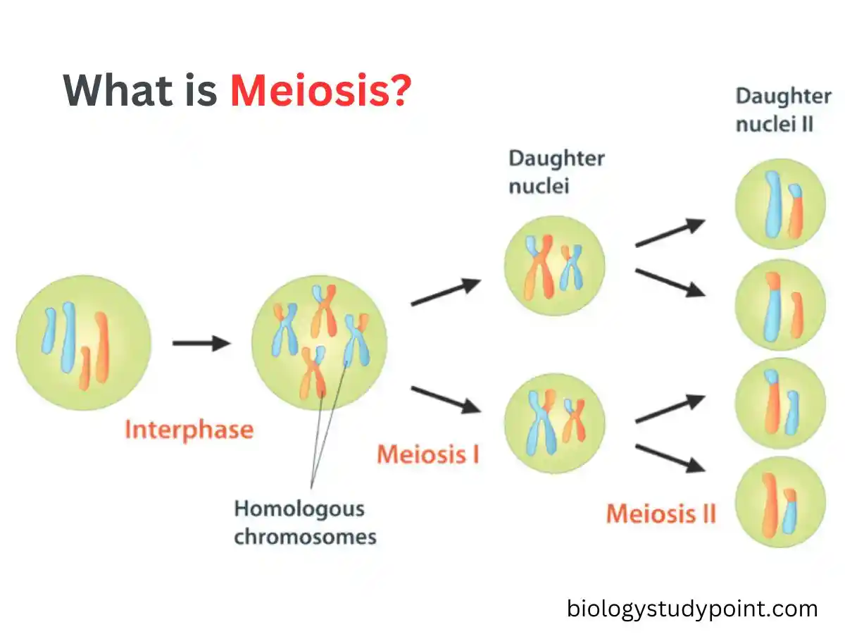 What is Meiosis? Meiotic Division,