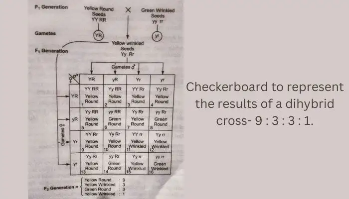 what is a Monohybrid cross